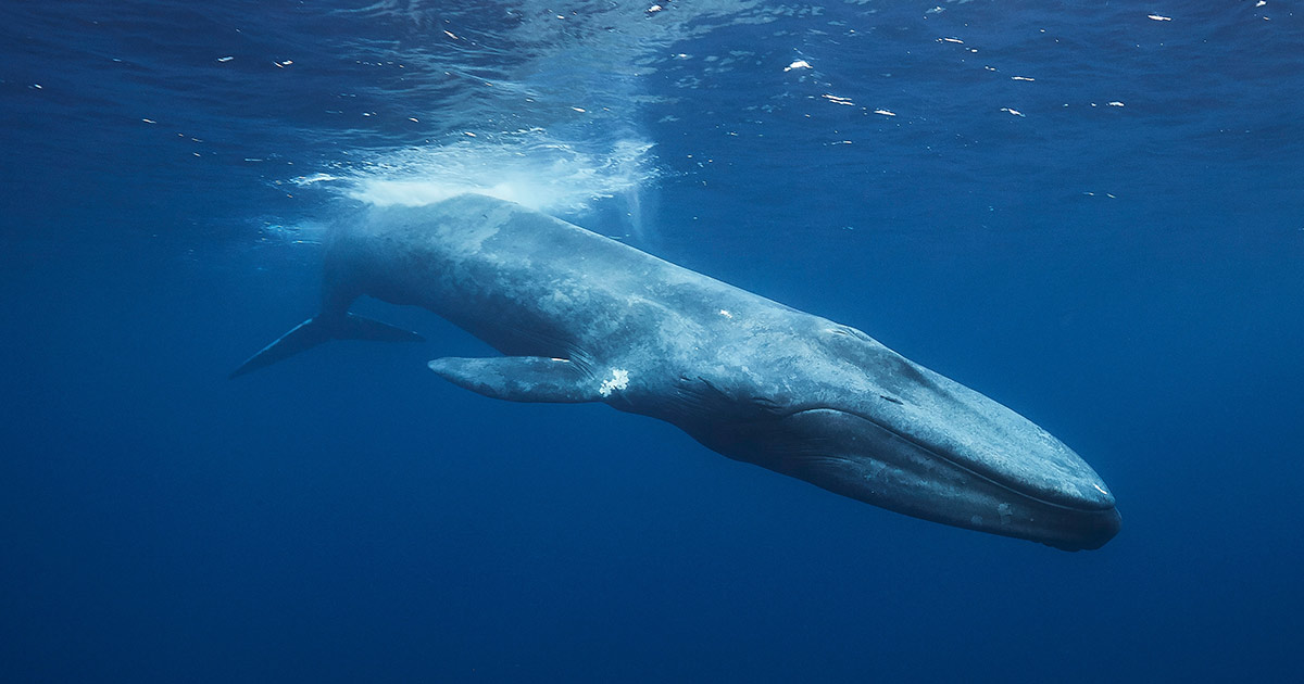 How to Spot Whales, Turtles, and Dolphins in Sri Lanka