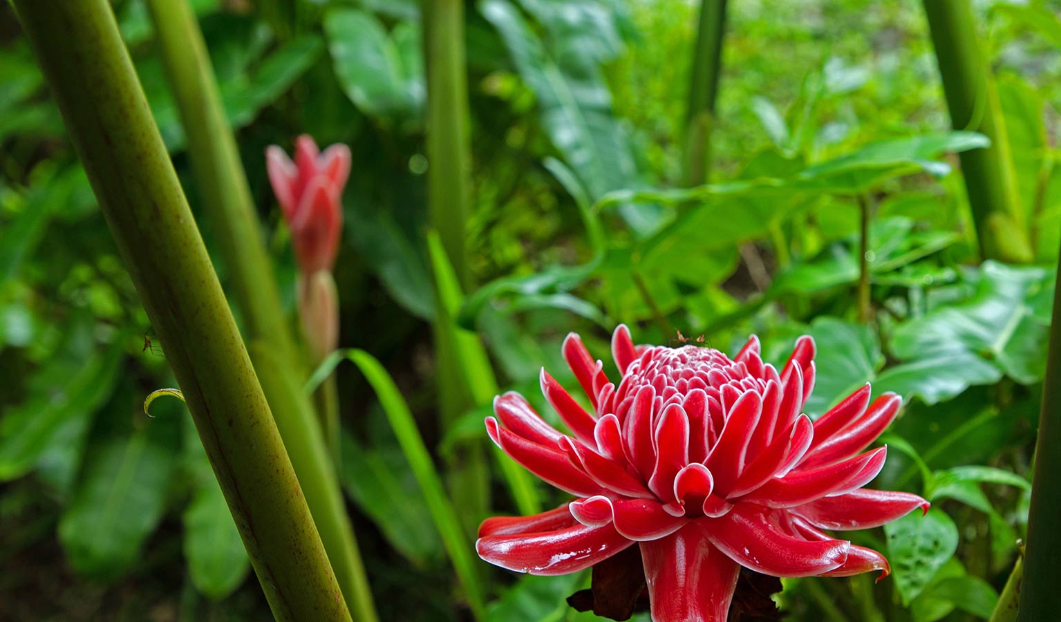 Tri Lanka Garden